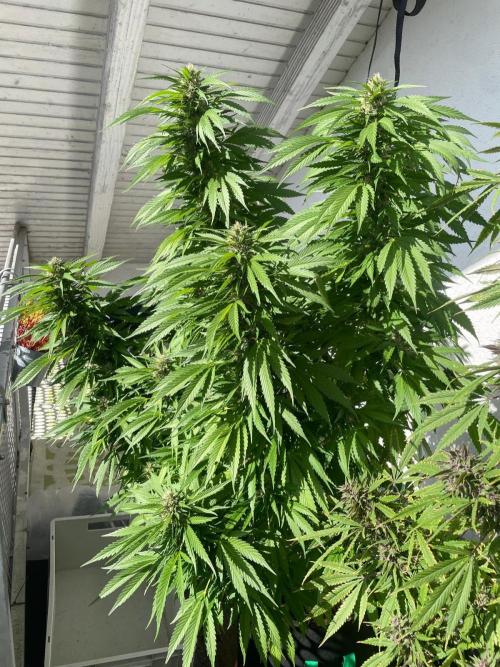 Balkongrow mit BloomCraft Organics. Week 12