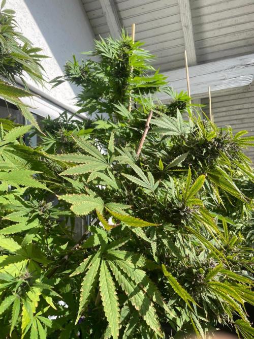 Balkongrow mit BloomCraft Organics. Week 12