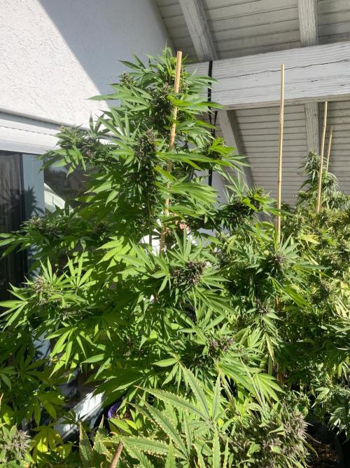 Balkongrow mit BloomCraft Organics. Week 12