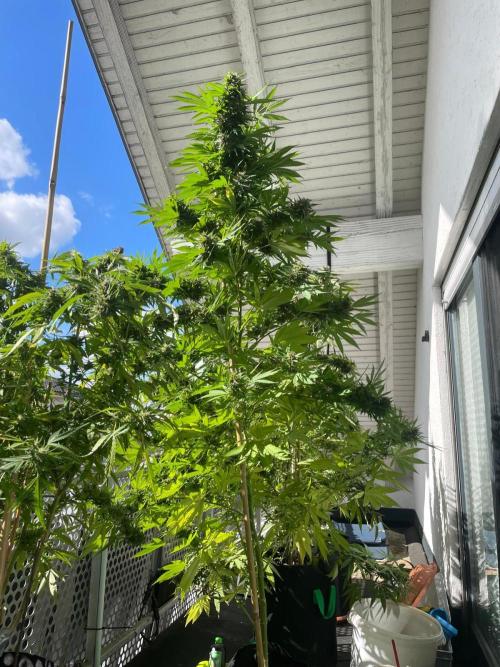 Balkongrow mit BloomCraft Organics. Week 12