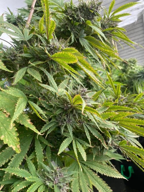 Balkongrow mit BloomCraft Organics. Week 12