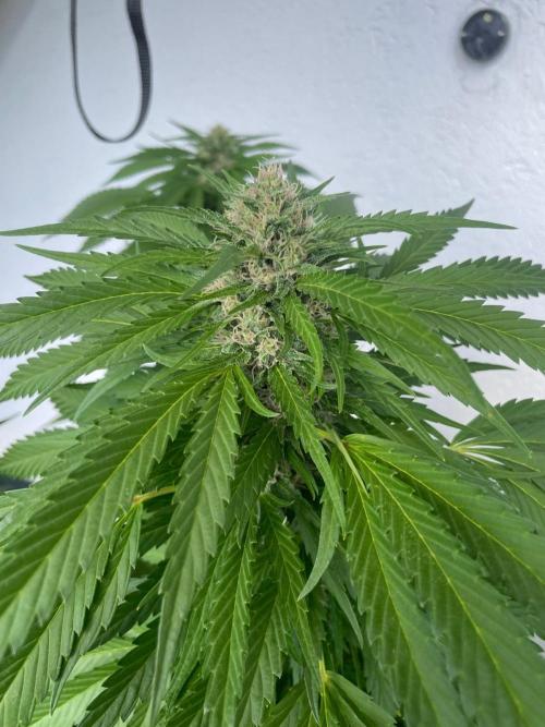 Balkongrow mit BloomCraft Organics. Week 12