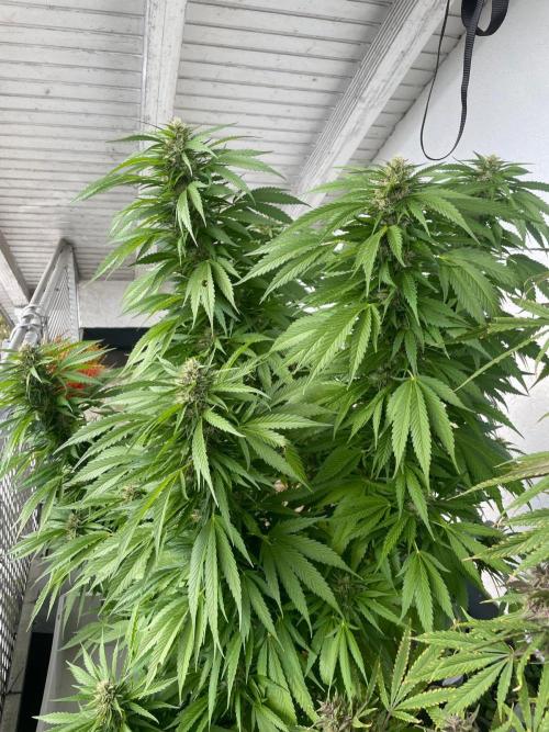 Balkongrow mit BloomCraft Organics. Week 12