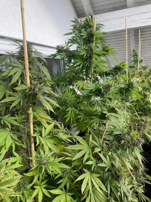 Balkongrow mit BloomCraft Organics. Week 12