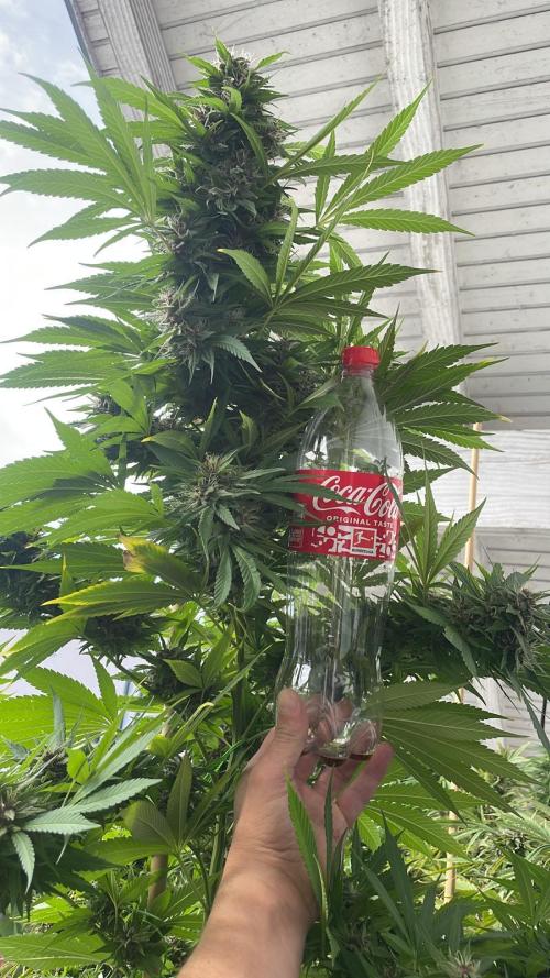 Balkongrow mit BloomCraft Organics. Week 12