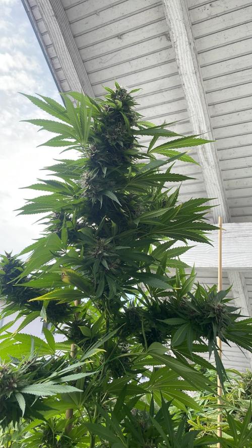 Balkongrow mit BloomCraft Organics. Week 12