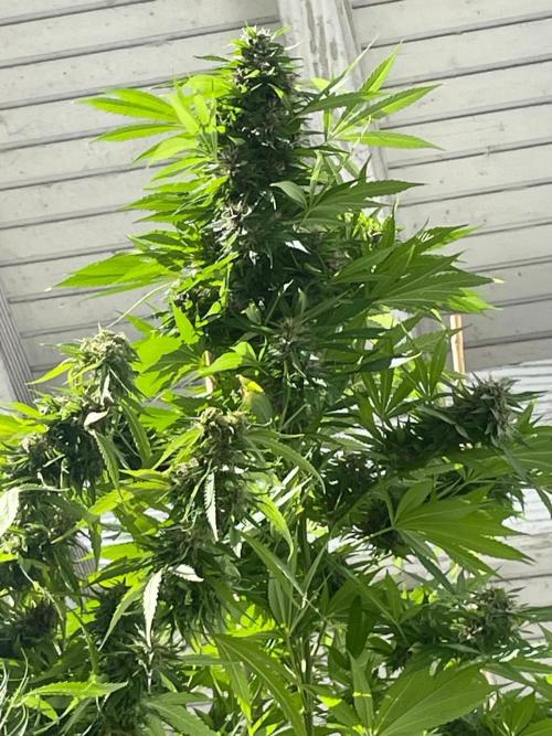 Balkongrow mit BloomCraft Organics. Week 12