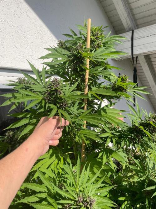 Balkongrow mit BloomCraft Organics. Week 12