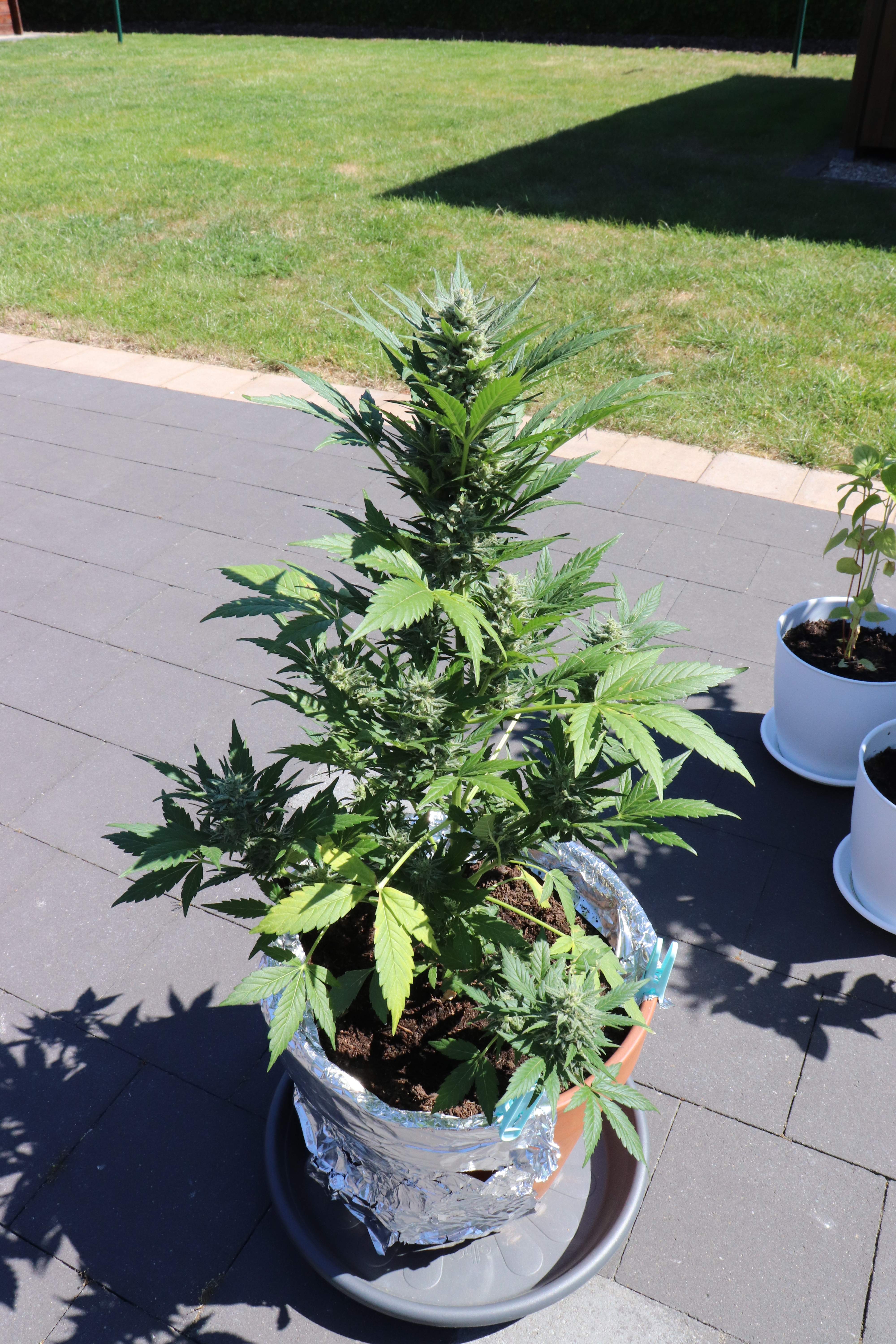 Royal Queen Seeds Quick One grow diary (journal) week13 by Fetanq