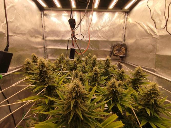 Northern Lights - SensiSeeds. Week 15