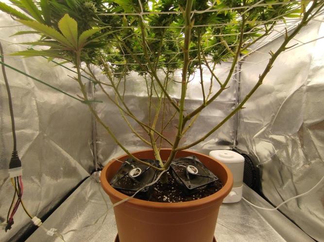 Northern Lights - SensiSeeds. Week 15