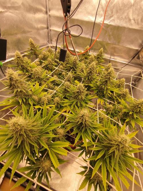 Northern Lights - SensiSeeds. Week 15