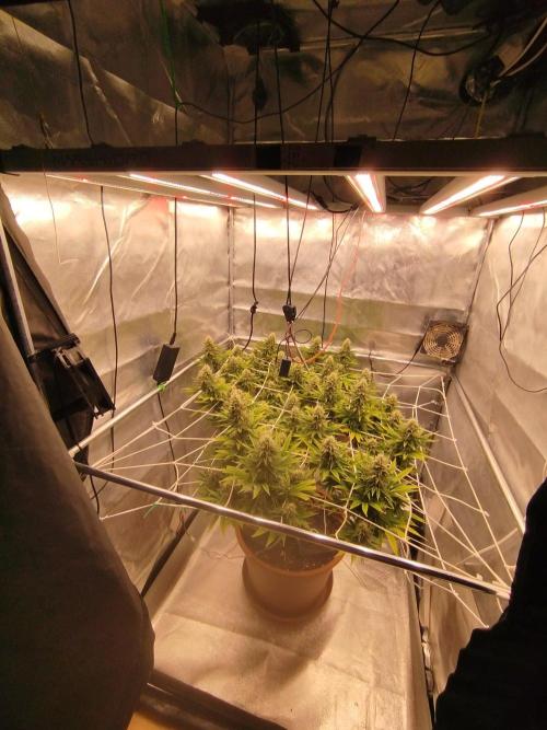 Northern Lights - SensiSeeds. Week 15