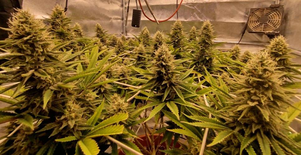 Northern Lights - SensiSeeds. Week 15 - Update: 3 days later