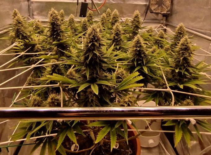 Northern Lights - SensiSeeds. Week 15 - 3 dl
