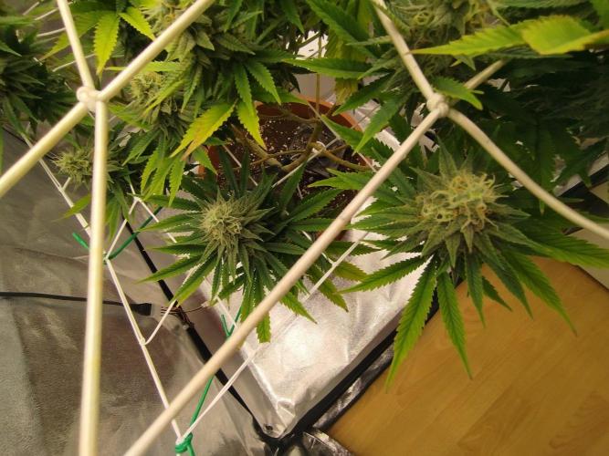Northern Lights - SensiSeeds. Week 15 - Underdog (3 dl)