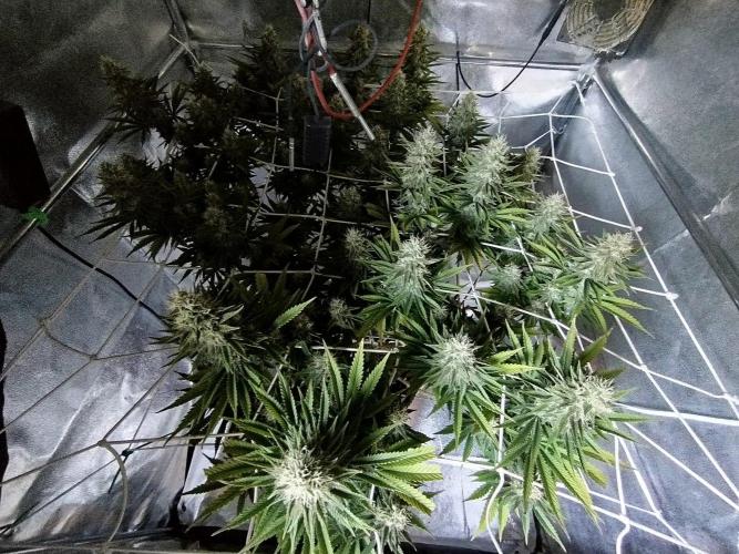Northern Lights - SensiSeeds. Week 15 - no light (3 dl)