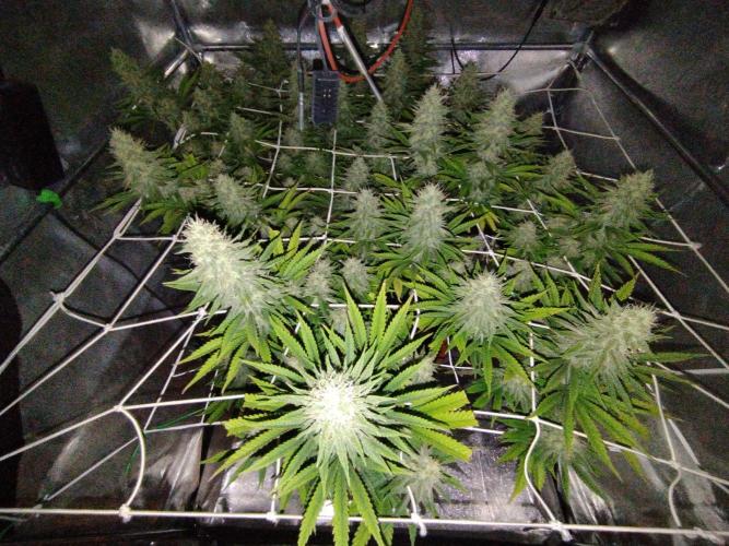 Northern Lights - SensiSeeds. Week 15 - Poor flashlight (3 dl)