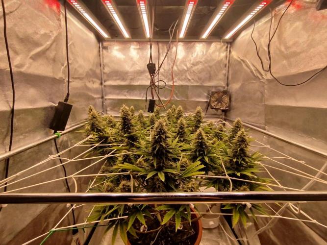 Northern Lights - SensiSeeds. Week 15 - 3 dl
