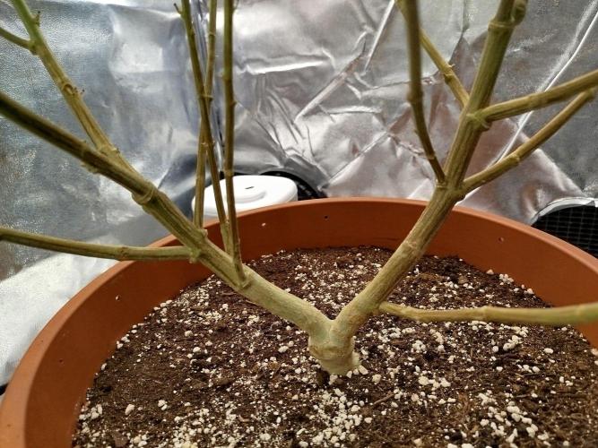 Northern Lights - SensiSeeds. Week 15 - stem