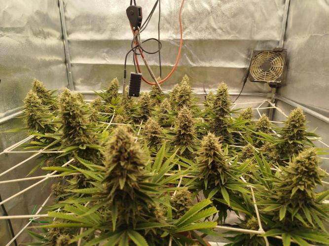 Northern Lights - SensiSeeds. Week 16