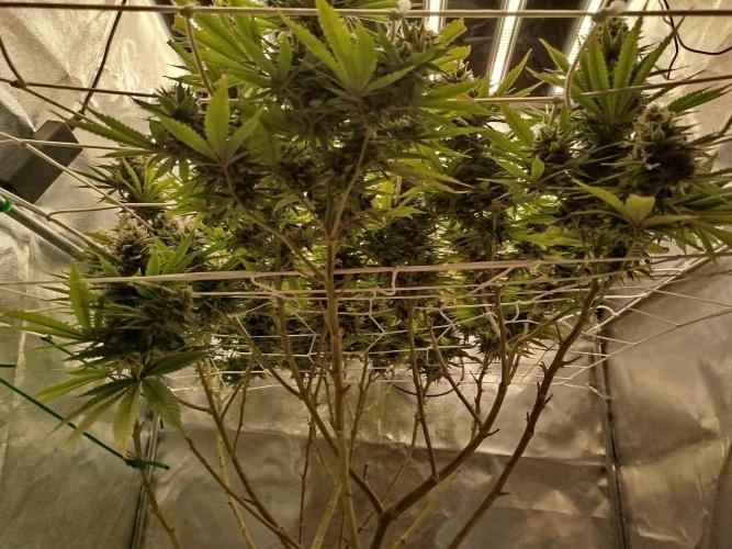 Northern Lights - SensiSeeds. Week 16