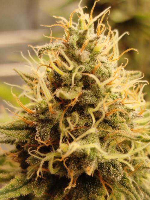 Northern Lights - SensiSeeds. Week 16