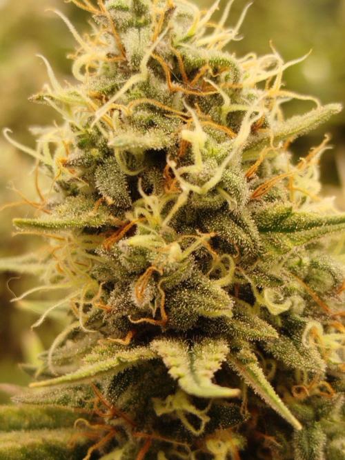 Northern Lights Fem. Week 16