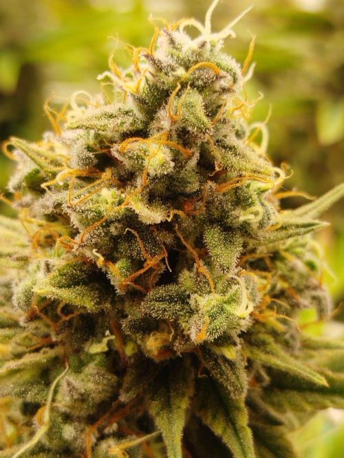 Northern Lights - SensiSeeds. Week 17