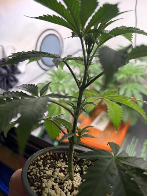 Pray for Dank. Week 1