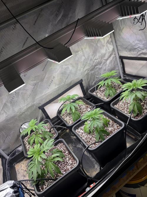 Pray for Dank. Week 1