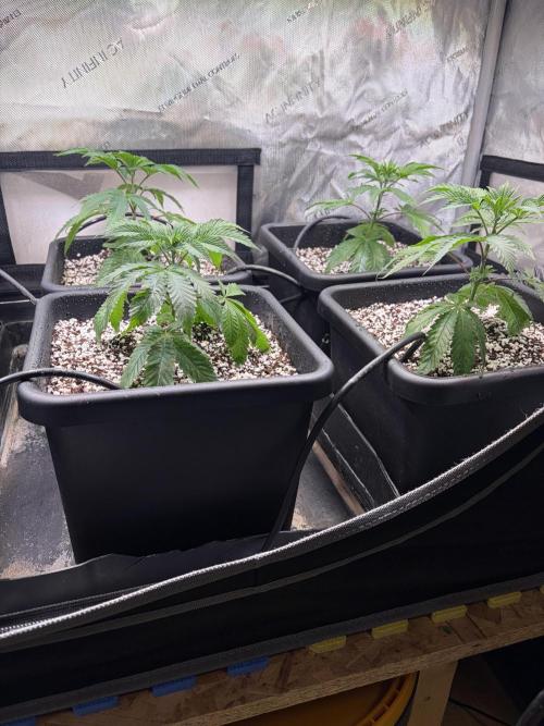 Pray for Dank. Week 1