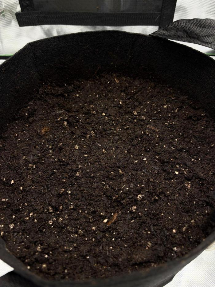There was a crooked plant. Week 0