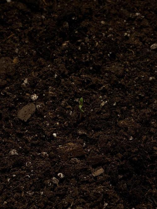 There was a crooked plant. Week 1