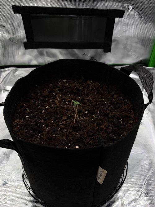 There was a crooked plant. Week 1