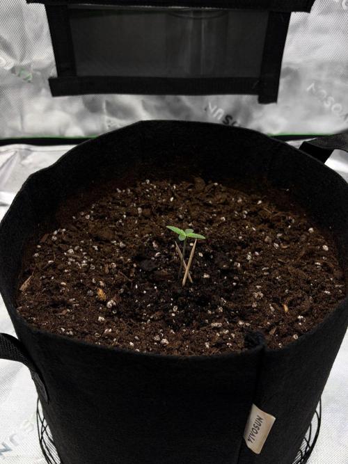 There was a crooked plant. Week 1