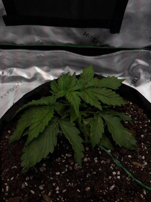 Northern Lights Auto. Week 3