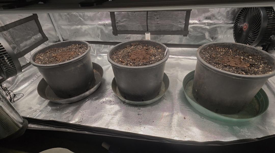 mostly stoned mainer. Week 0 - seeds in the peat in center of coast of maine stonington blend soil