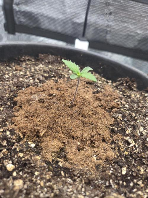mostly stoned mainer. Week 1
