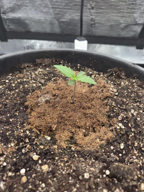 mostly stoned mainer. Week 1