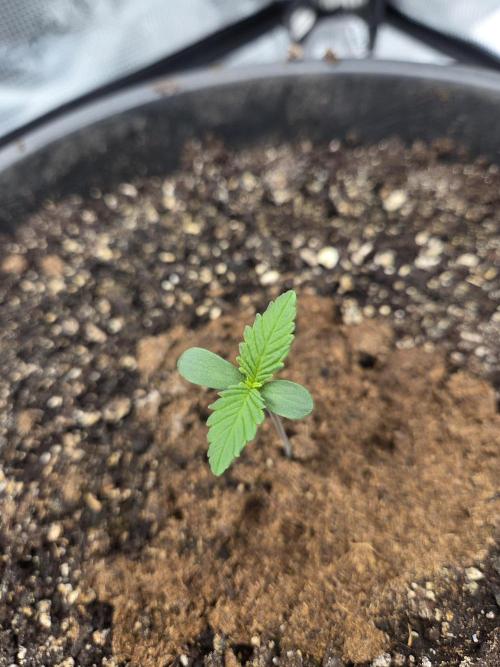 mostly stoned mainer. Week 1