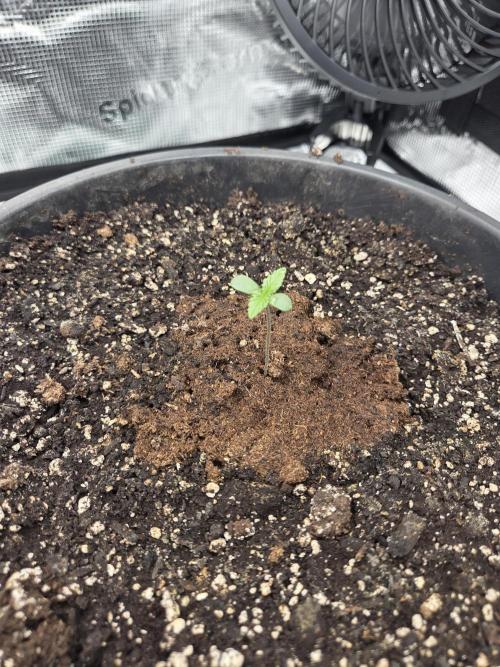 mostly stoned mainer. Week 1