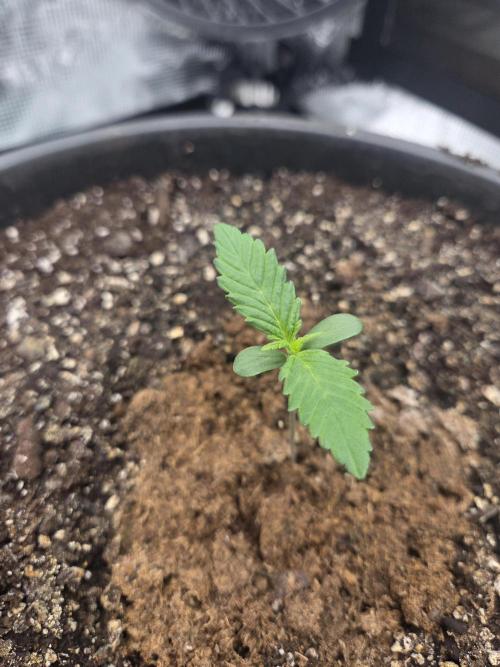 mostly stoned mainer. Week 1