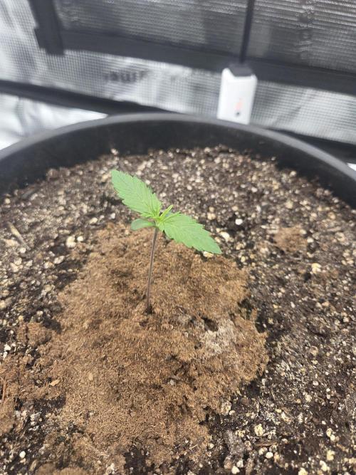 mostly stoned mainer. Week 1