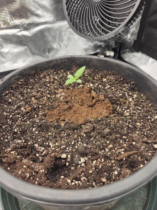 mostly stoned mainer. Week 1