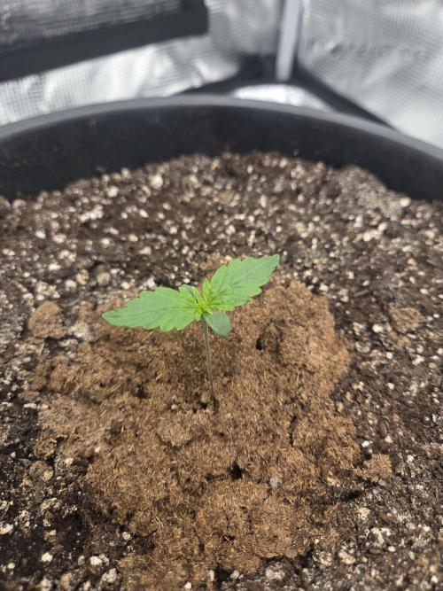 mostly stoned mainer. Week 1