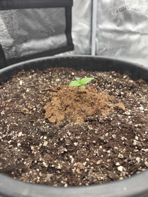 mostly stoned mainer. Week 1