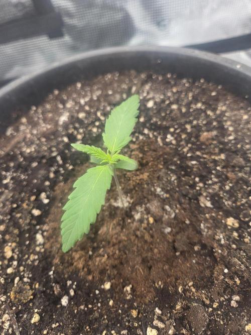 mostly stoned mainer. Week 1