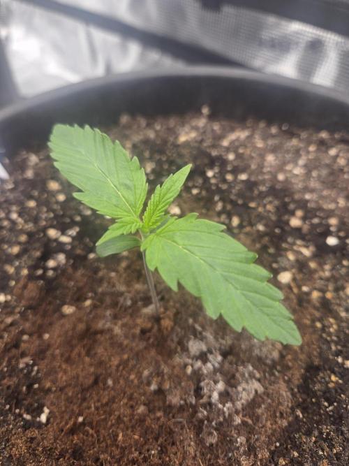 mostly stoned mainer. Week 1