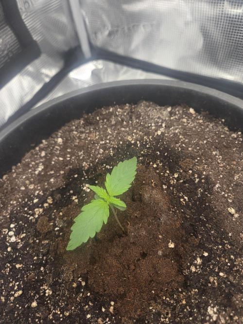 mostly stoned mainer. Week 1